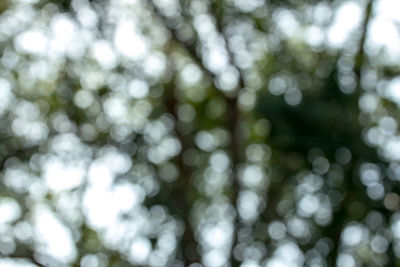 Defocused image of tree