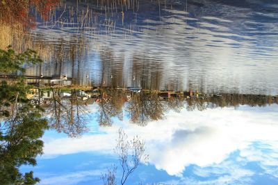 Reflection of trees in water