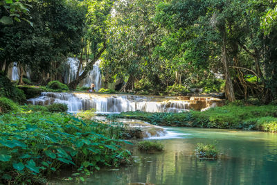 Scenic view of waterfall in forest