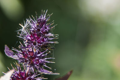 Close-up of purple flowers