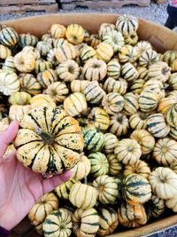 High angle view of hand holding pumpkins