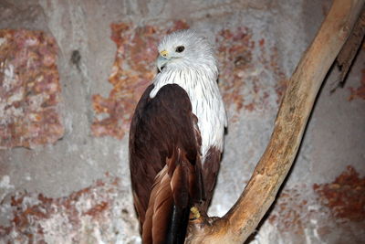 Close-up of brahminy kite perching on tree