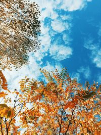 Low angle view of tree against blue sky