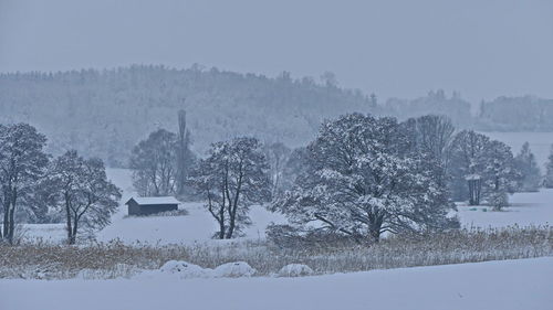 Trees on field against sky during winter