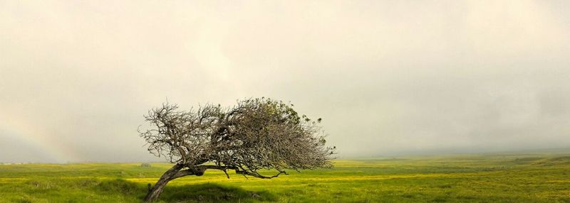 Scenic view of grassy field against cloudy sky