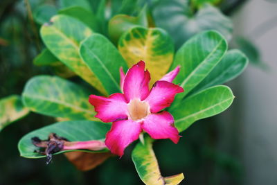 Close-up of pink flowering plant