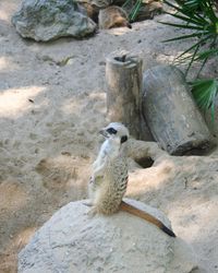 High angle view of monkey sitting on rock at zoo