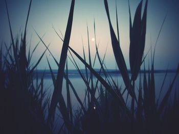 Close-up of silhouette plants against sky during sunset