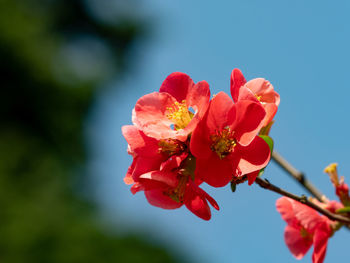 Close-up of red cherry blossoms