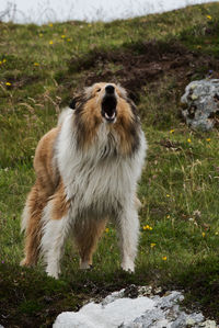 High angle view of dog standing on field