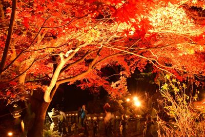 Autumnal leaves on tree