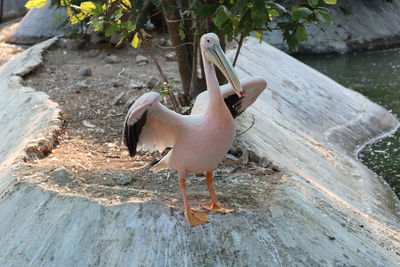High angle view of pelican perching on humon made cement rock, white pelicans birds background