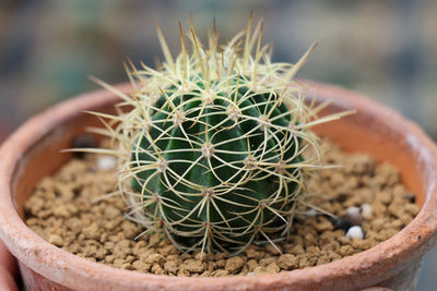 Close-up of cactus in pot