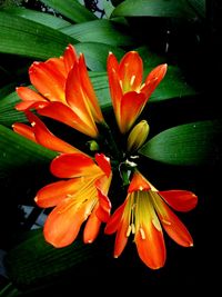 Close-up of orange flowers blooming outdoors