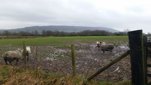 Rural grazing on field against cloudy sky