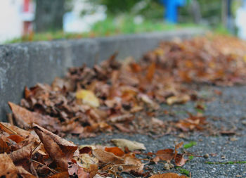 Close-up of dry maple leaves on footpath