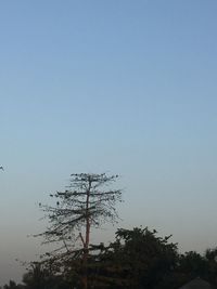 Low angle view of silhouette tree against clear sky