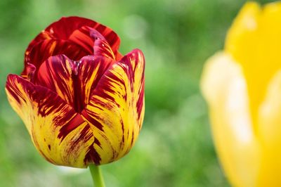 Close-up of red tulip