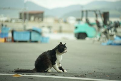 Cat living in nitoda port, tashirojima island