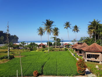 Palm trees on landscape against clear sky