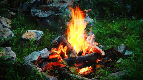 Bonfire on field in forest