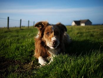 Portrait of dog on field against sky