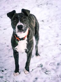 Dog on snow covered land