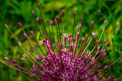 Close-up of pink flowering plant on field