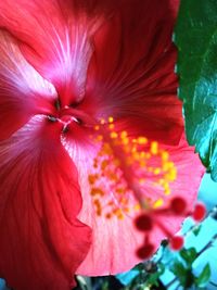 Close-up of red hibiscus