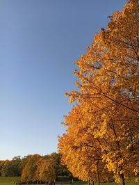 Low angle view of autumnal trees against clear blue sky