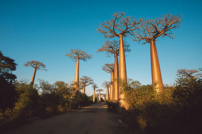 Low angle view of trees against clear sky
