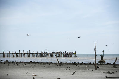 Seagulls flying over beach