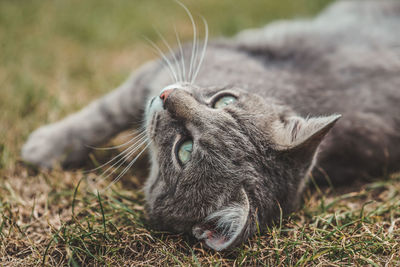 Close-up of a cat lying on grass
