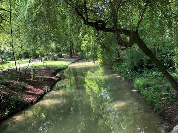 Scenic view of lake amidst trees in forest