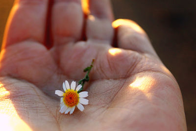 Close-up of hand holding rose flower