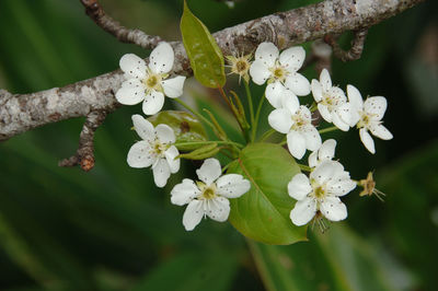 Close-up of white cherry blossom tree