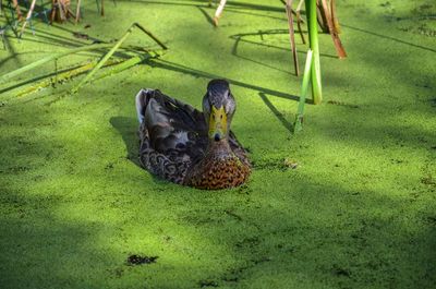 Duck on field