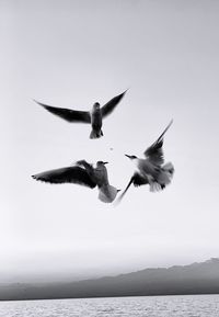 Seagulls flying over sea against sky
