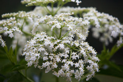 Close-up of white flowering plant