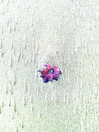 High angle view of crab on sand