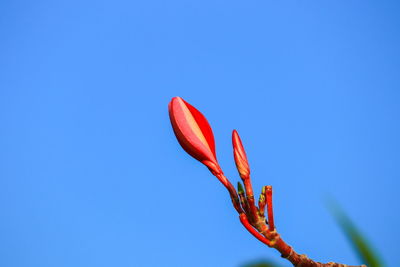 Low angle view of red flower against blue sky