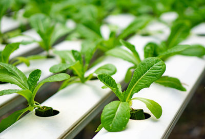 Close-up of potted plant leaves