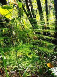 Close-up of bamboo trees in forest