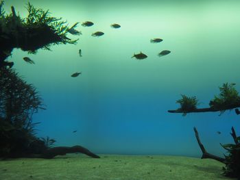 Fish swimming in sea