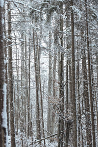 Pine trees in forest during winter