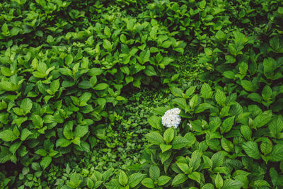 High angle view of flowering plant