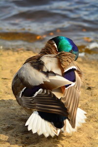 Close-up of a male mallard duck