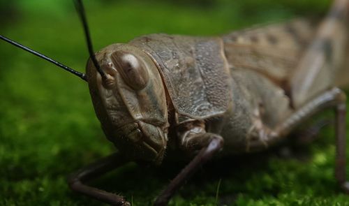 Close-up of insect on grass