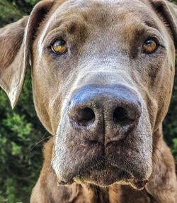 Close-up portrait of dog