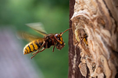 Close-up of bumblebee on tree